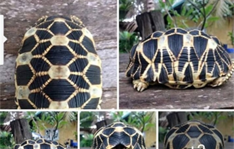 1. star tortoise facebook posting